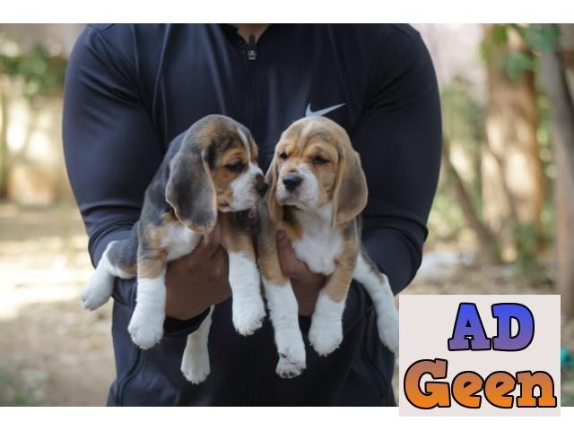 used Beagle puppies for sale for sale 